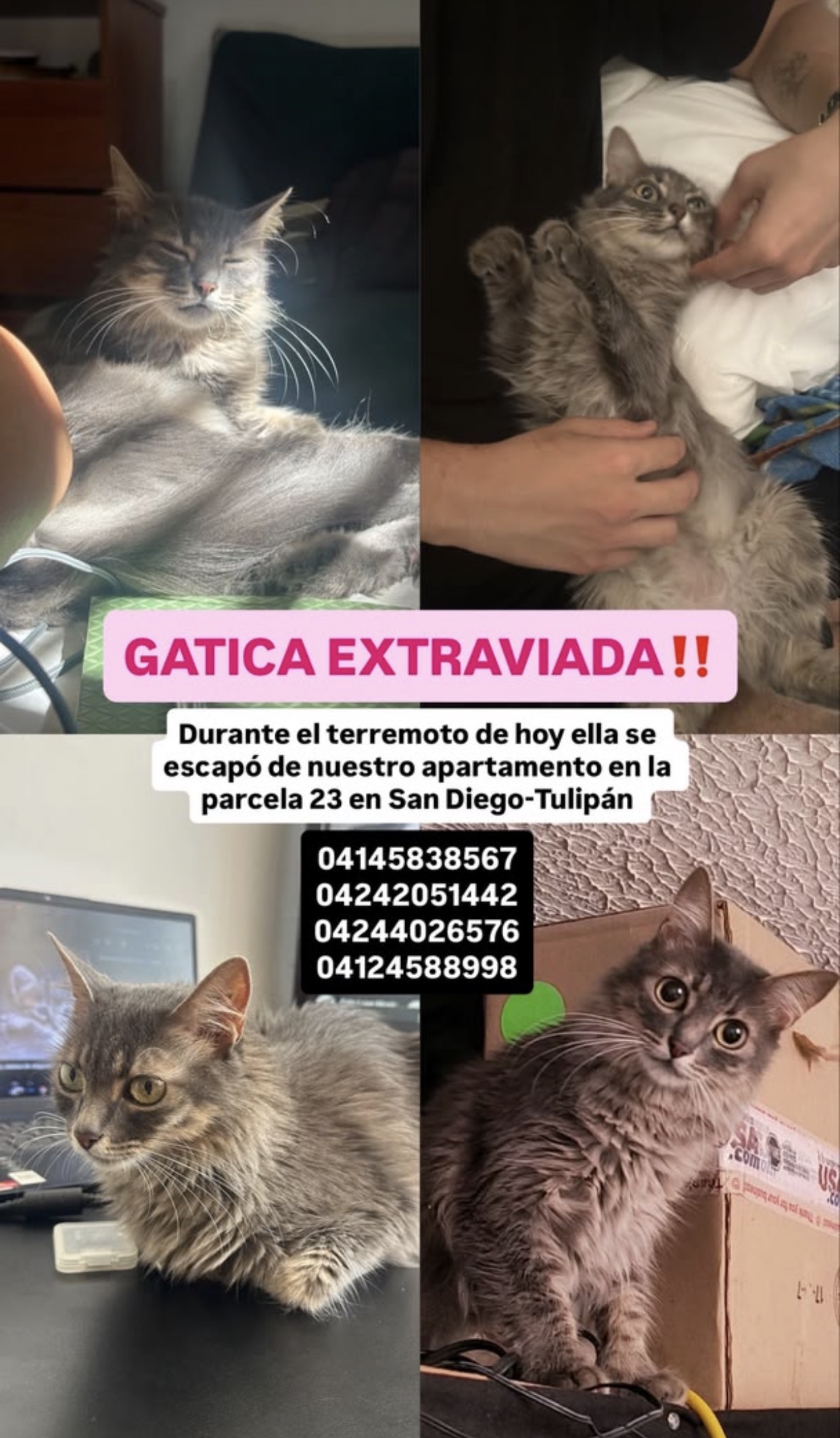 Gatita extraviada (no sé el nombre) Gatita extraviada