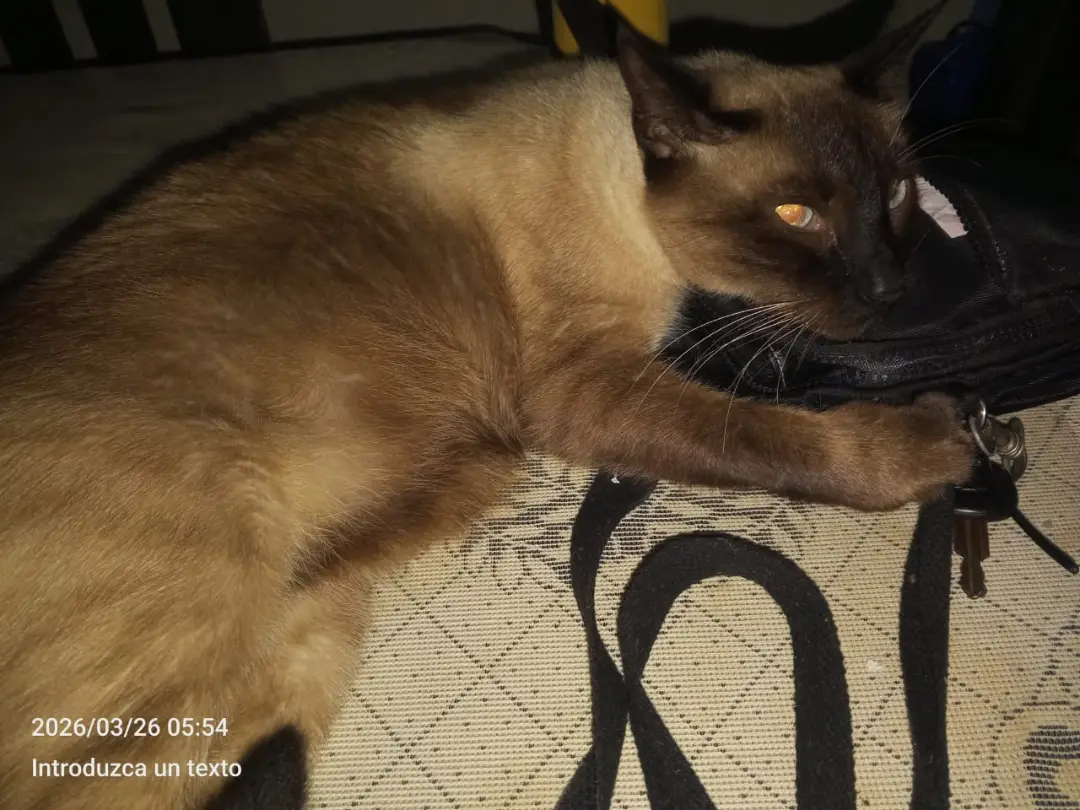 Loki Gatito
