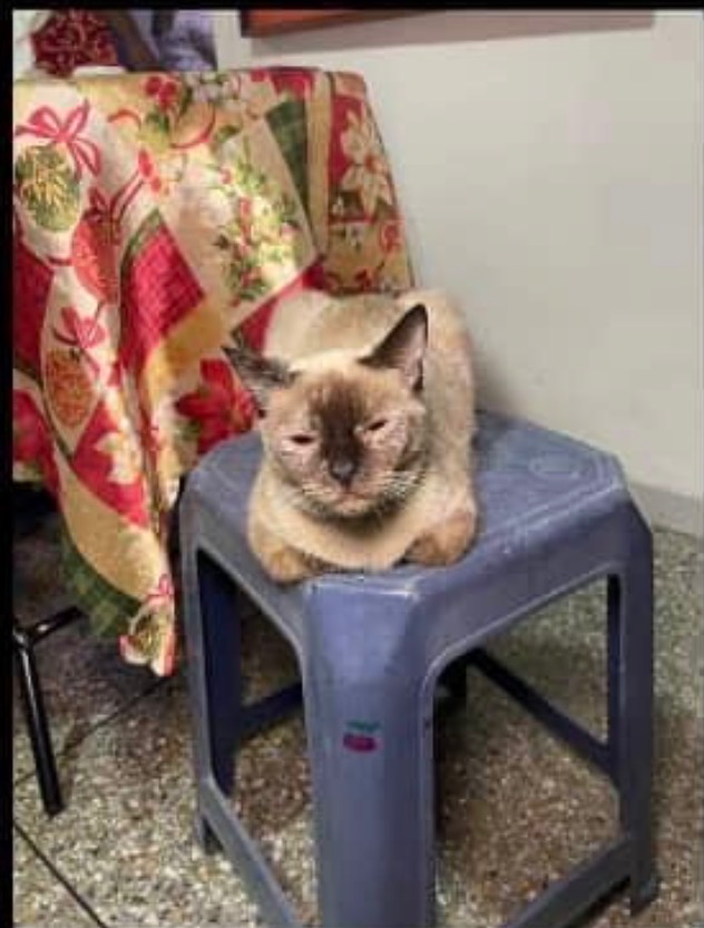 Nena Gata
