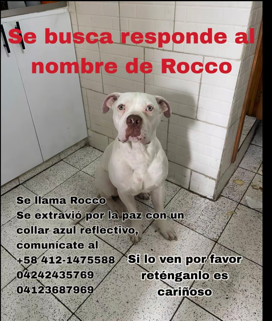 Rocco No tiene