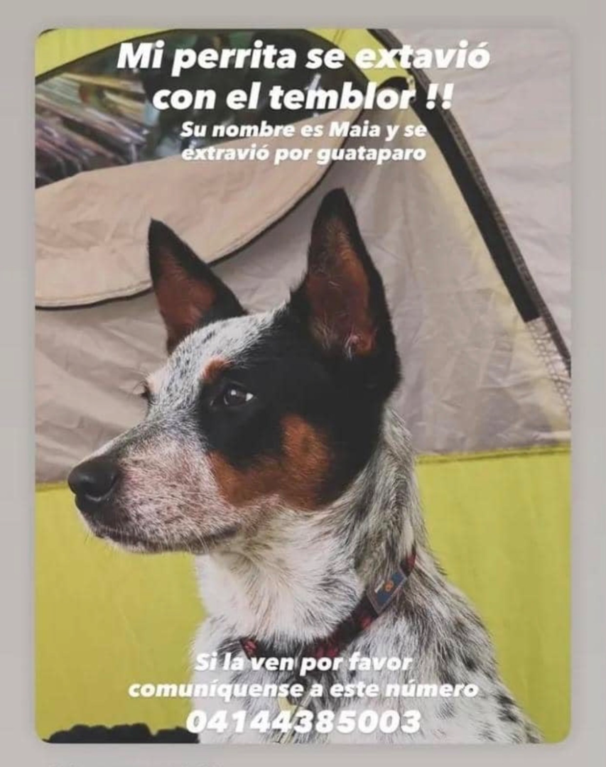 Maia Perrita
