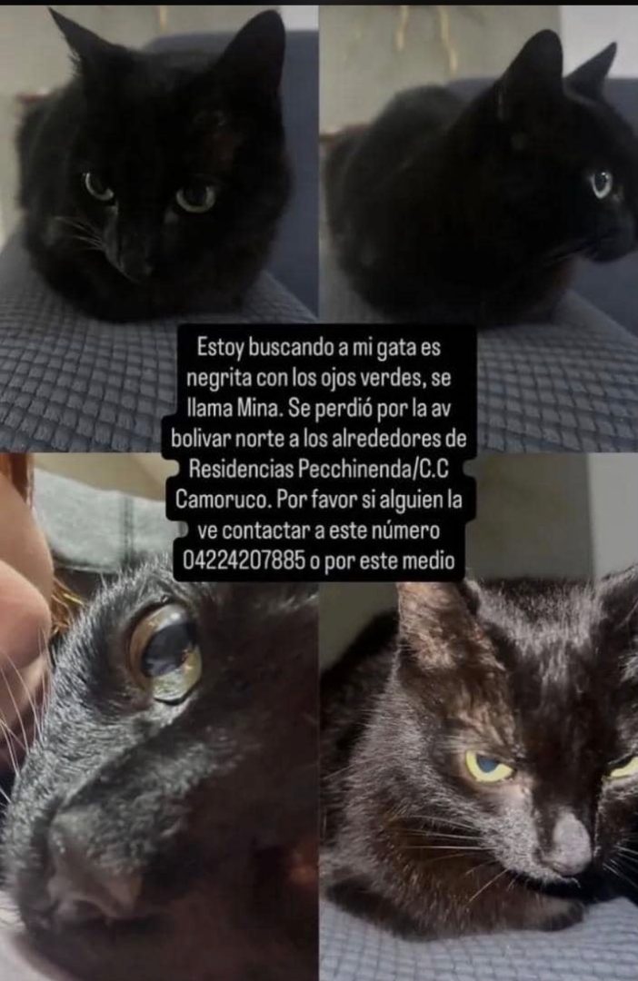 Mina Gata