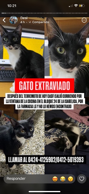 Gato extraviado después del terremoto de ayer salió corriendo por la ventana